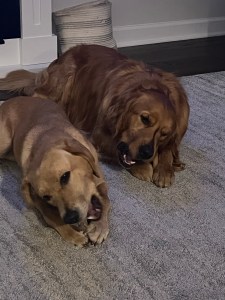 Yellow lab and Golden Reteiver chewing two bones next to eachother. 