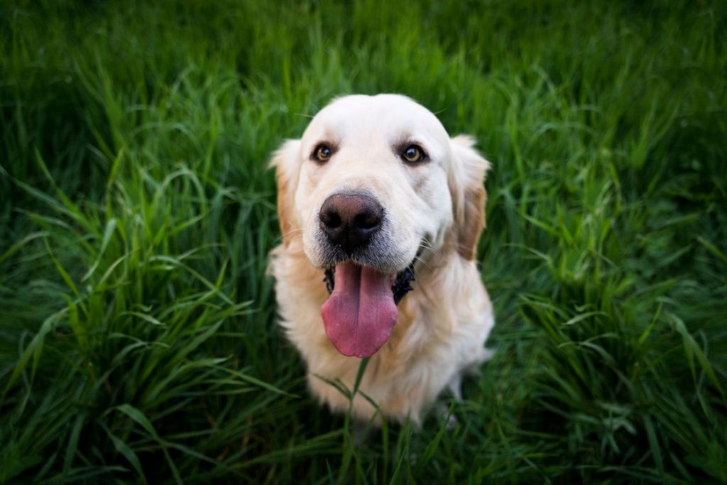 Life (is better) with a dog.